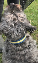 Load image into Gallery viewer, Gold and Blue dog collar